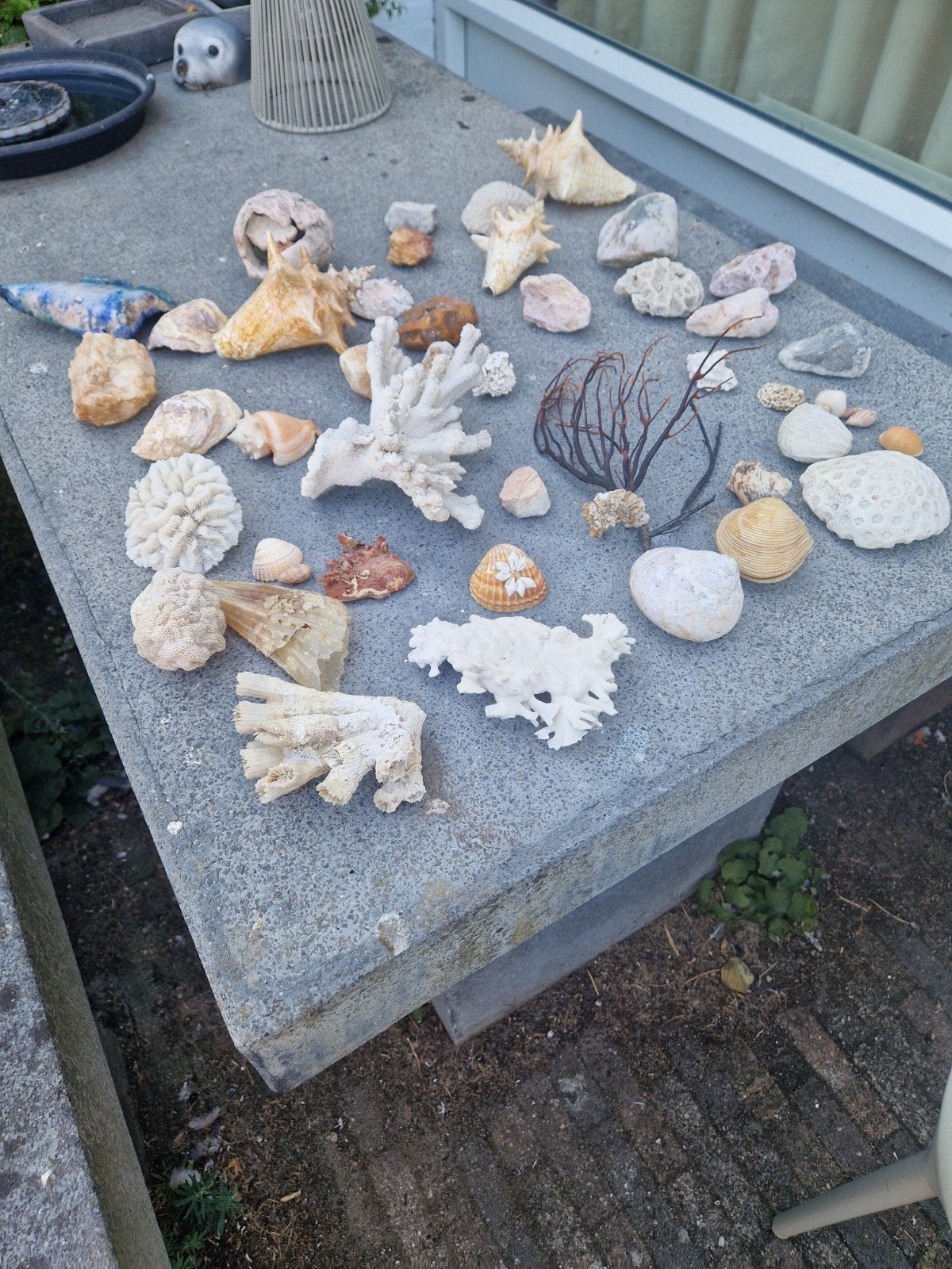 koraal stenen en schelpen, Ophalen, Schelp(en)