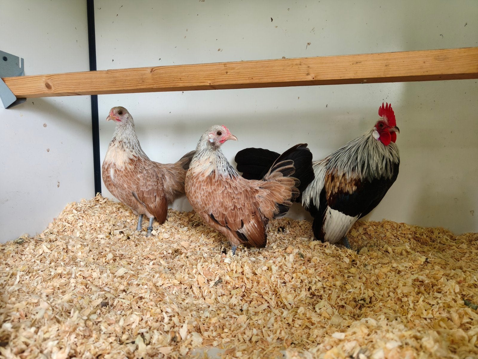 Zalmkleurige Hollandse krielen., Dieren en Toebehoren, Pluimvee, Meerdere dieren, Kip