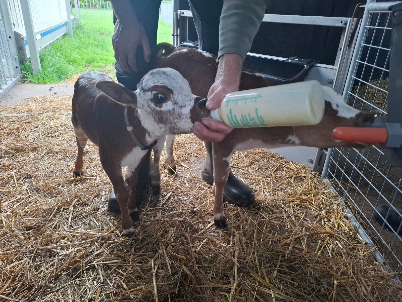 2 Mini zeboe stier kalfjes + zeboe vaars, Dieren en Toebehoren, Meerdere dieren, 0 tot 2 jaar