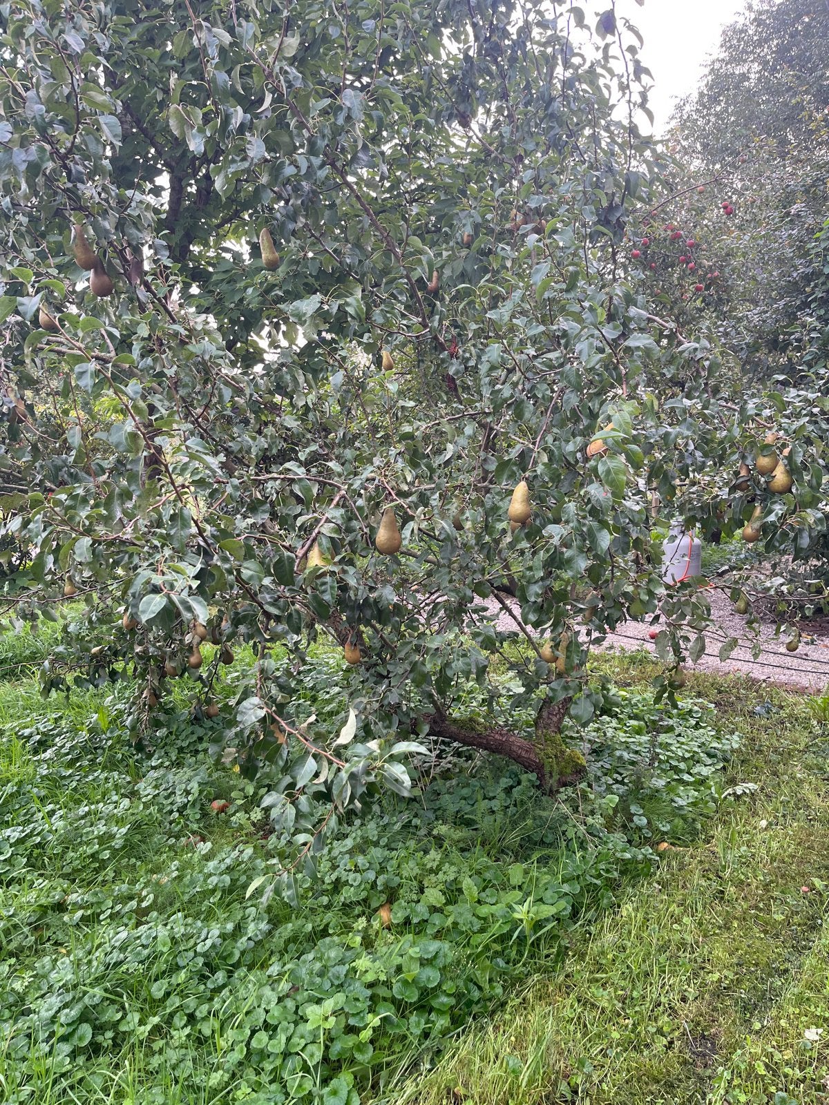 Drie kleine perenbomen, Ophalen of Verzenden, Lente