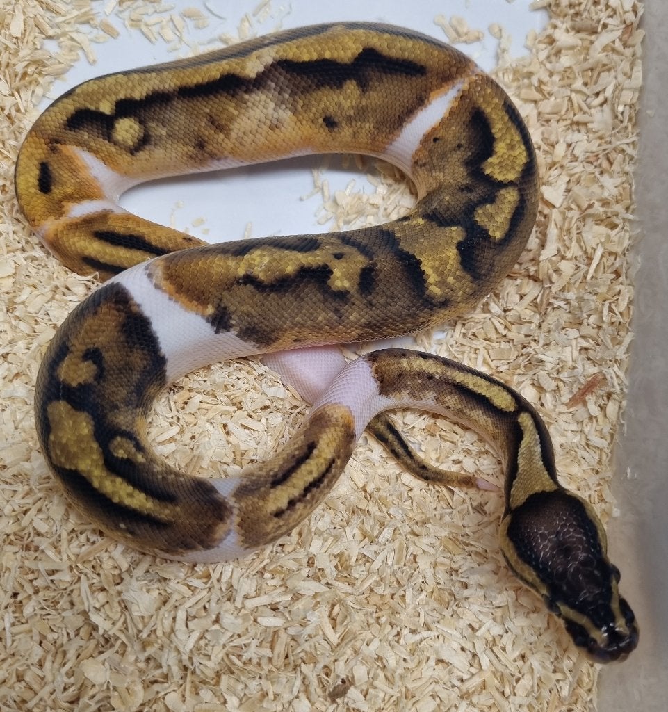 0.1 pastel enchi piebald koningspython