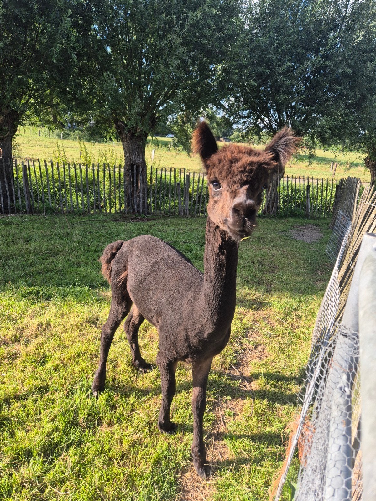 Alpaca hengst te koop, Dieren en Toebehoren, Overige Dieren, Mei, Mannelijk