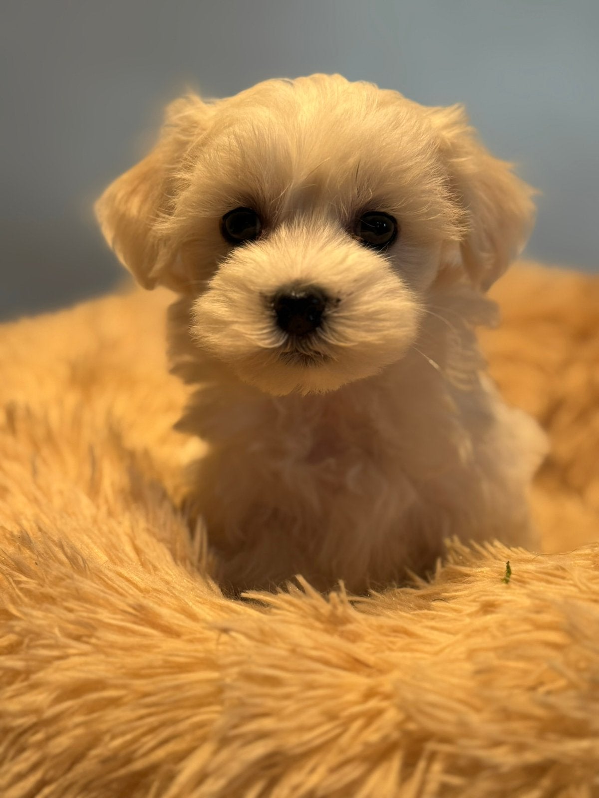 Klein type Maltipoo in diverse kleuren abricot en crème., Poedel, Nederland, CDV (hondenziekte), 8 tot 15 weken