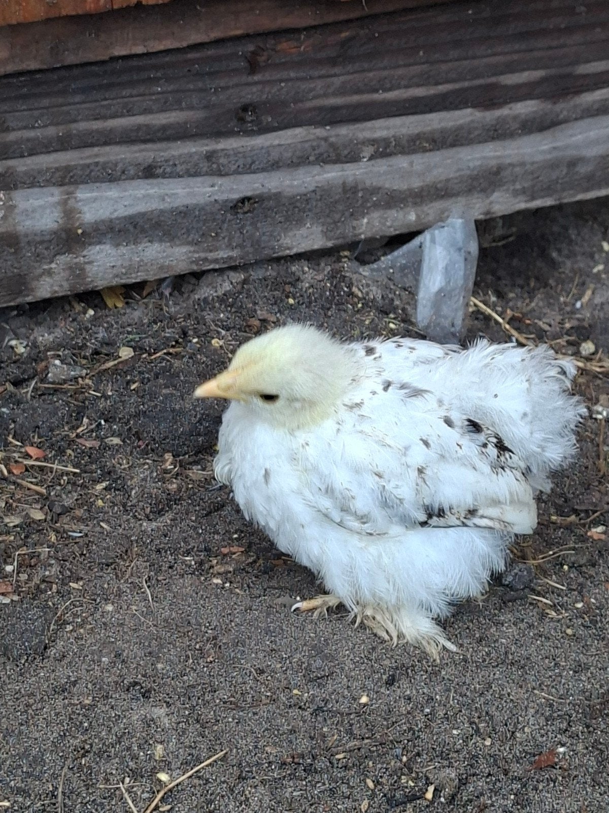 4 cochin hennen te koop, Vrouwelijk, Kip