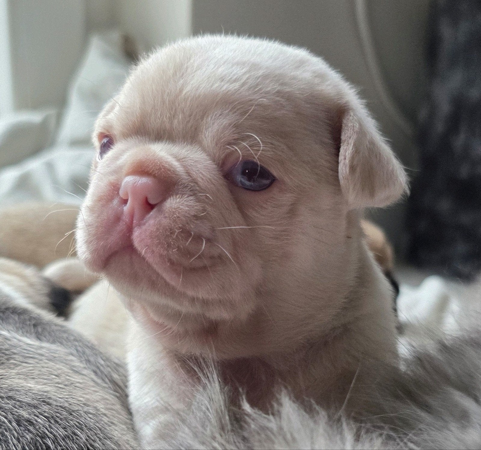 Exclusief mooie ( Retro ) mops puppy's uit liefdevolle fok, Dieren en Toebehoren, CDV (hondenziekte), 8 tot 15 weken, Meerdere