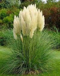 pampasgras, Cortaderia, siergras, Ophalen, Volle zon, Vaste plant, Siergrassen