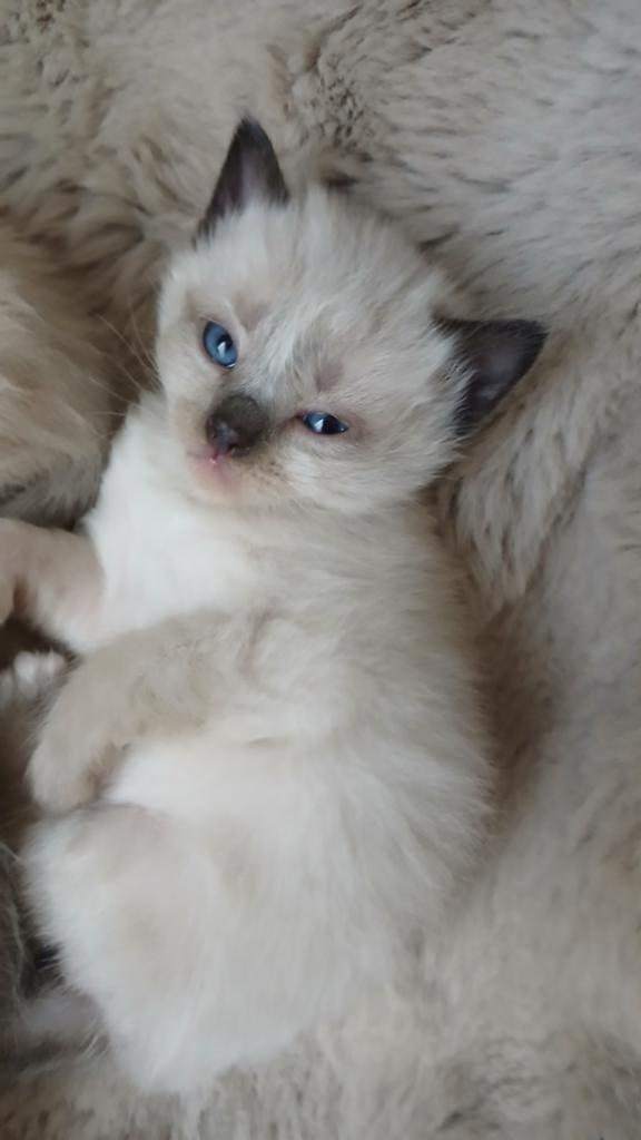 Ragdoll kittens, Dieren en Toebehoren, Meerdere dieren, Ontwormd, 0 tot 2 jaar