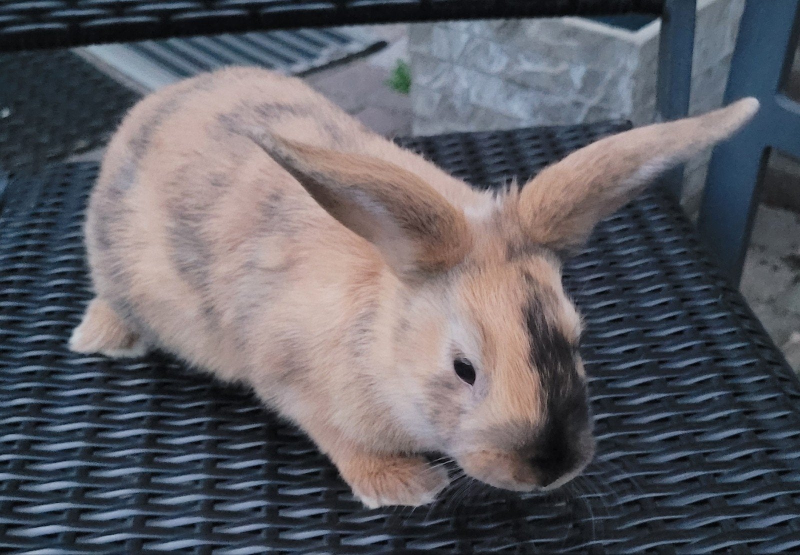 Lieve konijntjes! Mogen deze week opgehaald worden, Dieren en Toebehoren, Konijnen, Mannelijk, Klein, 0 tot 2 jaar