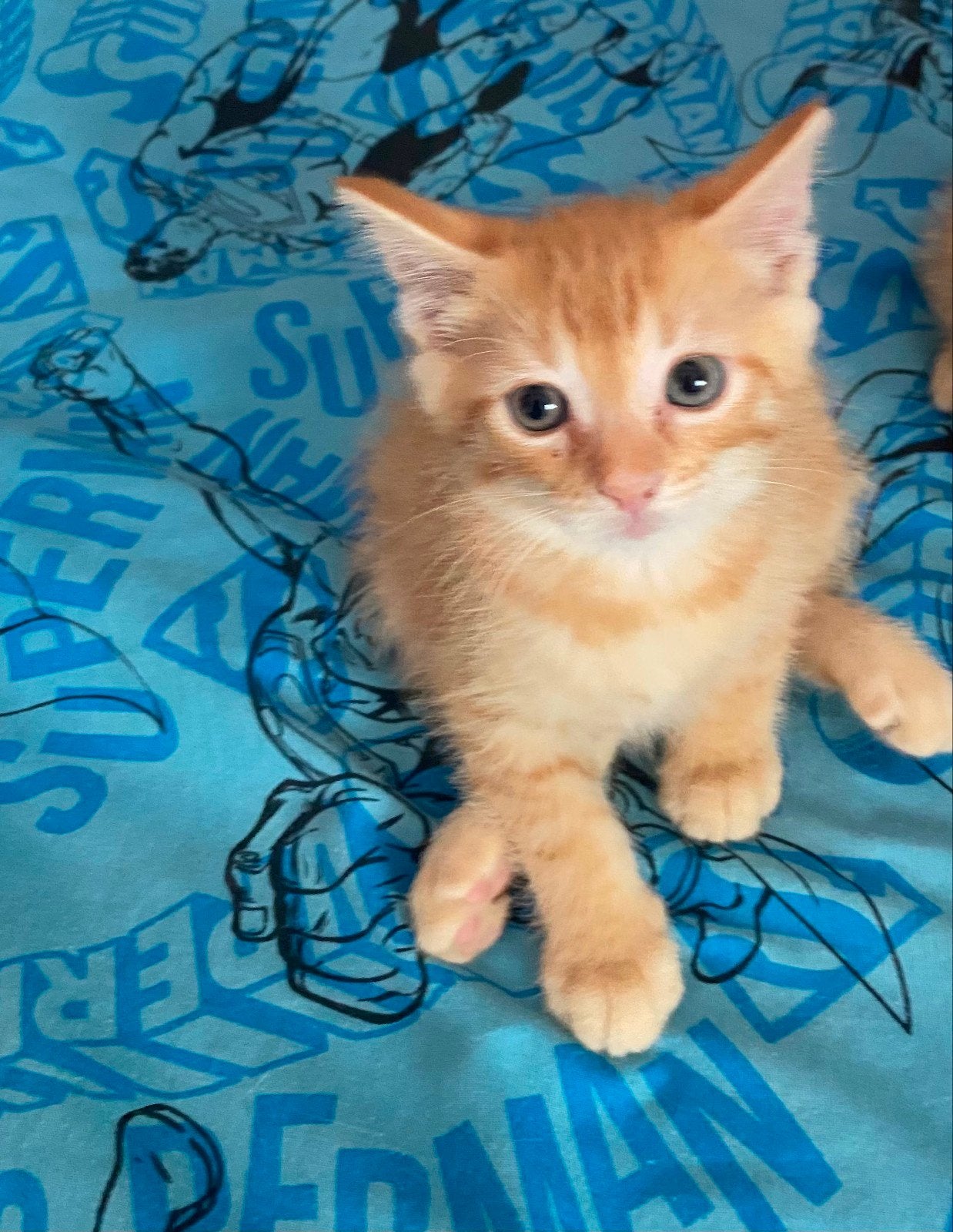 Prachtige abricot/beige,  Maine Coon kater kittens, Dieren en Toebehoren, Katten en Kittens | Raskatten | Langhaar, Poes, Gechipt