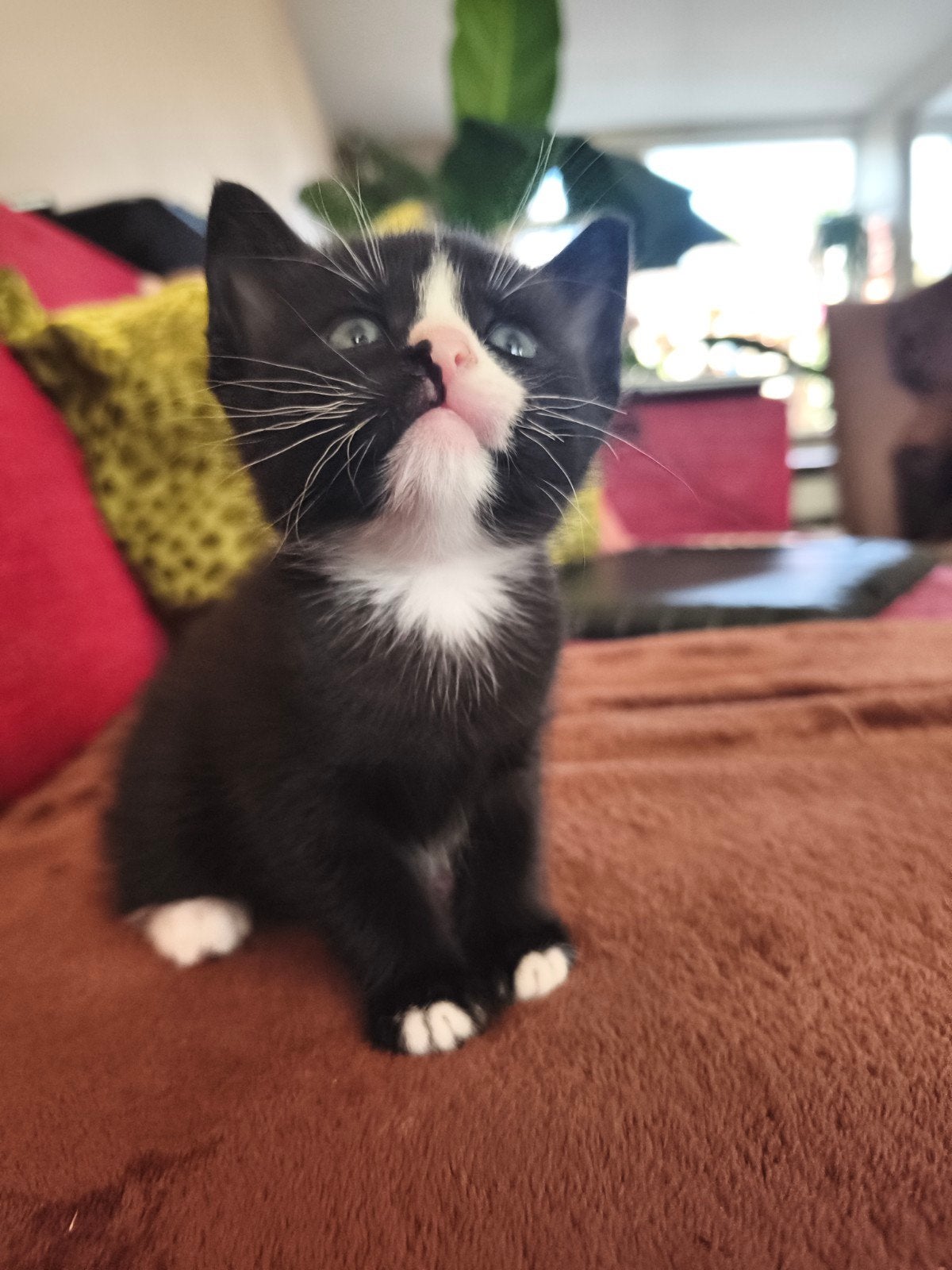 Gouden mandje voor sociaal katertje, Kater, Kortharig, 0 tot 2 jaar
