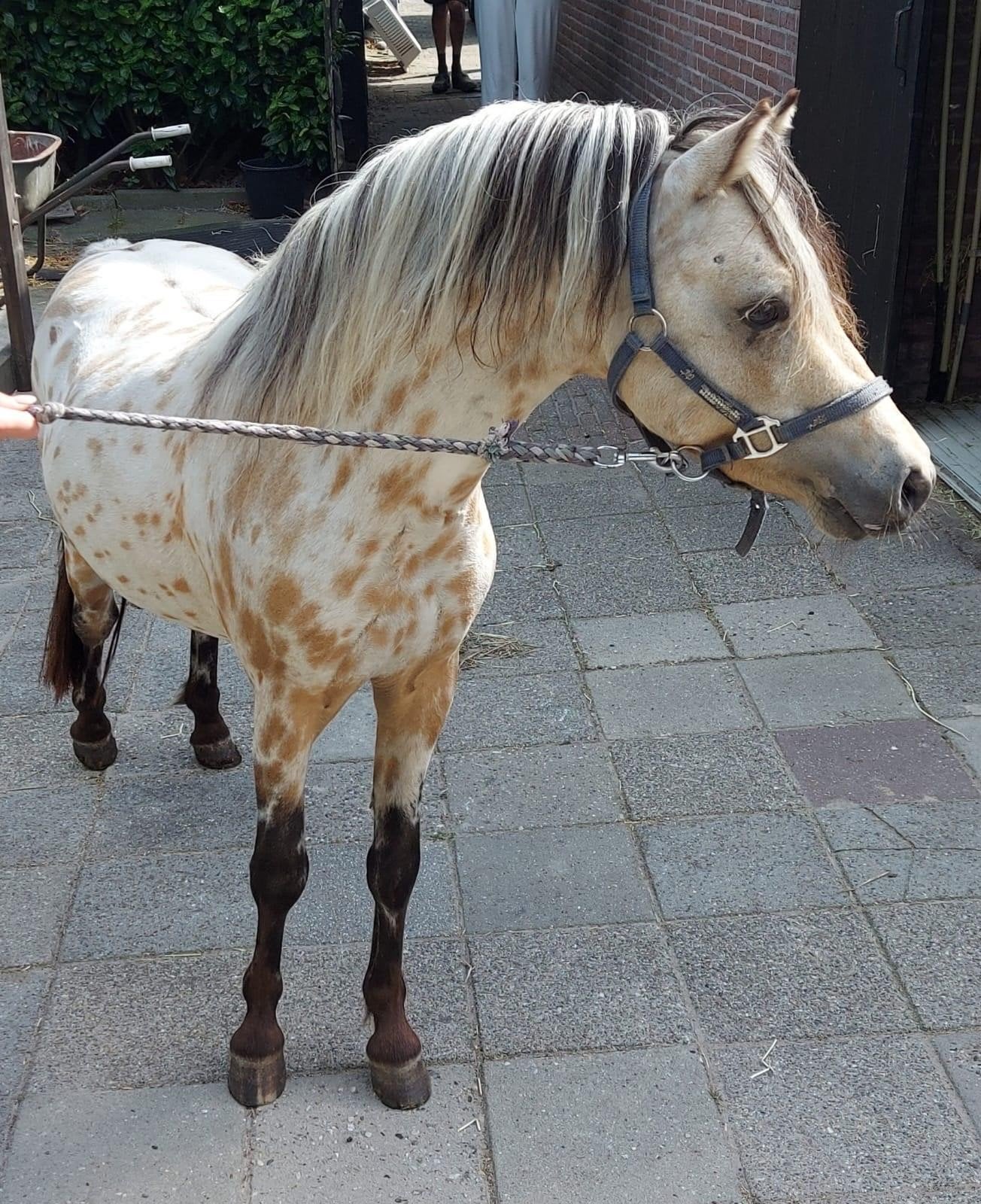 Appaloosa merries, appaloosa ruin, zilverappel ruin, Dieren en Toebehoren, Met stamboom, Ruin, Zadelmak, A pony (tot 1.17m)