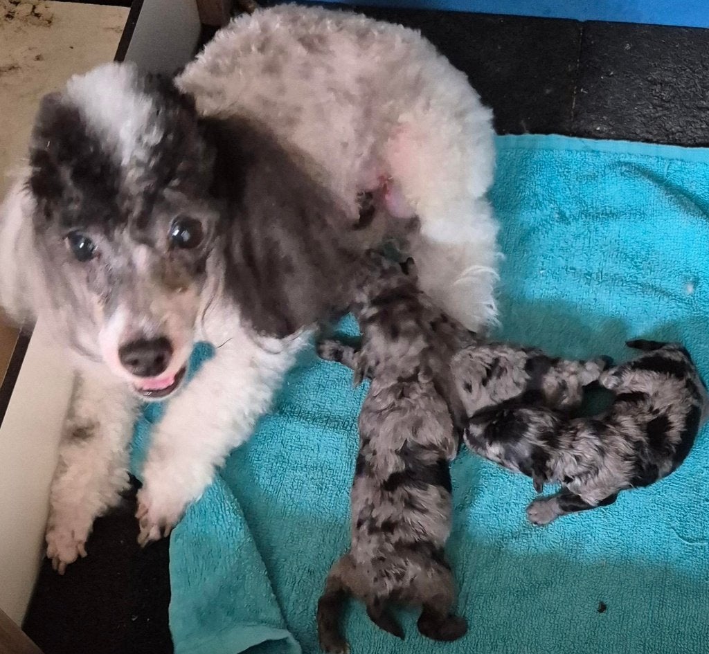 Schitterende  merle dwergpoedel pups, Poedel, Parvo, 8 tot 15 weken, Meerdere