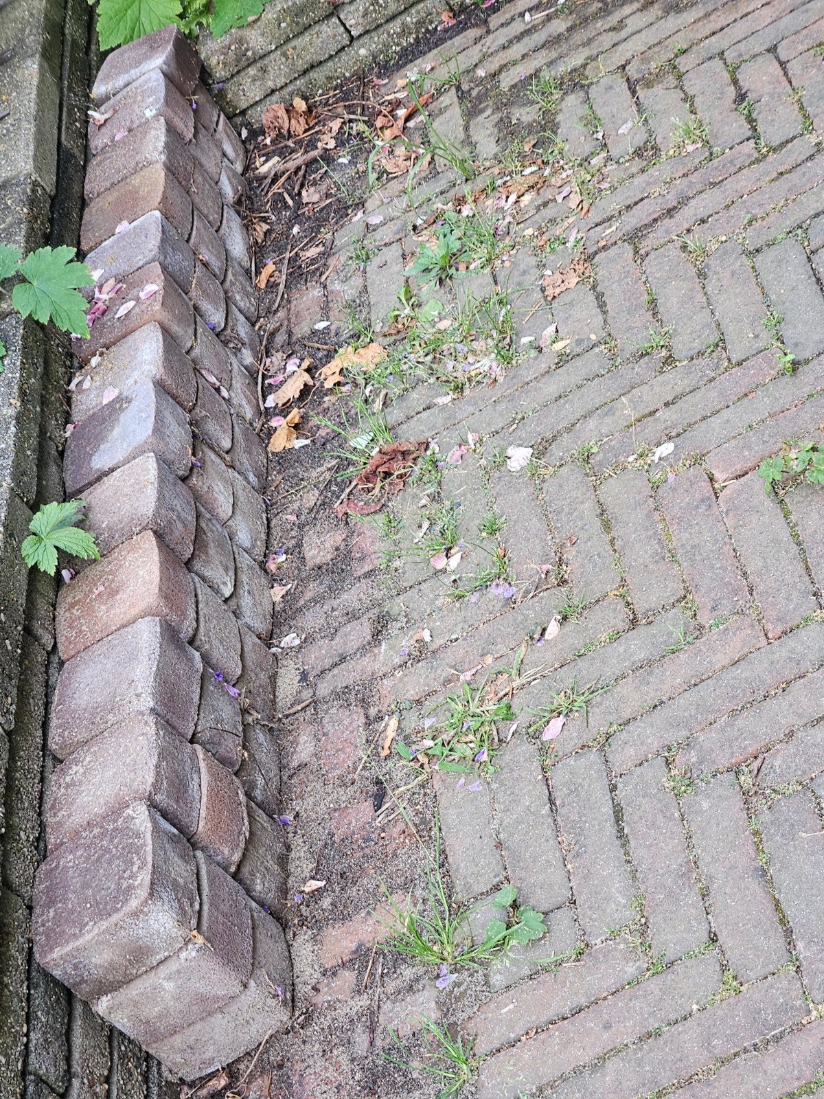 GRATIS ca. 0,5m2 vierkante betonklinkers, Ophalen, Gebruikt, Klinkers, Minder dan 5 m²