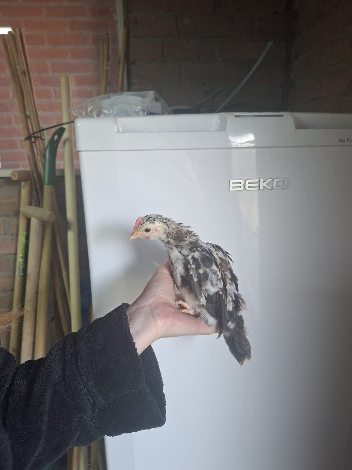 Tekoop wyandotte haan, Dieren en Toebehoren, Pluimvee