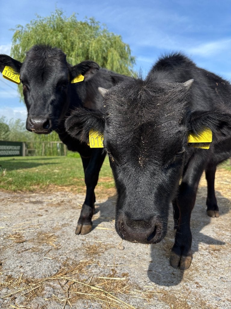 Dahomey's | Jong | Halftam, Dieren en Toebehoren, Schapen, Geiten en Varkens, Meerdere dieren, Varken, 0 tot 2 jaar