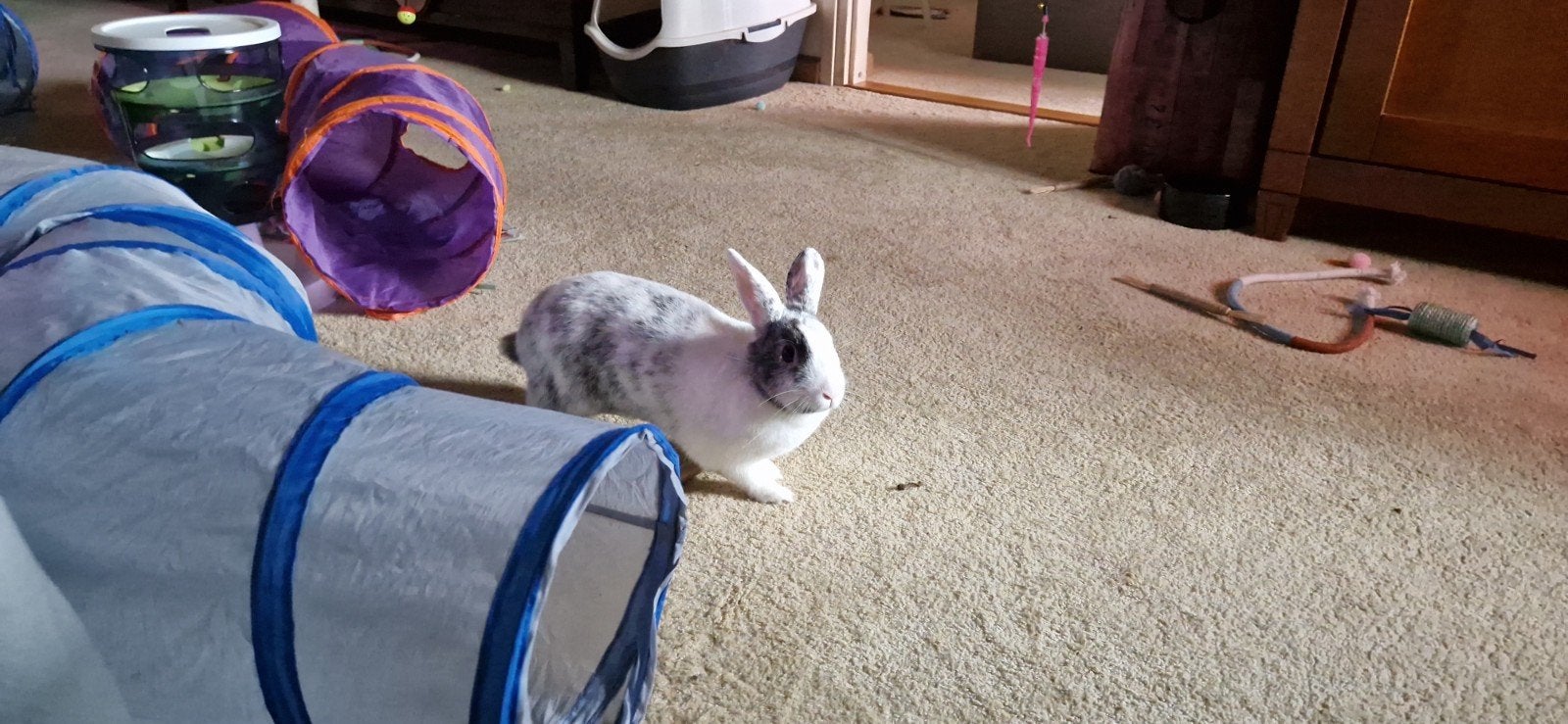 fluff zoekt goed huisje, Dieren en Toebehoren, Vrouwelijk, Klein, 0 tot 2 jaar
