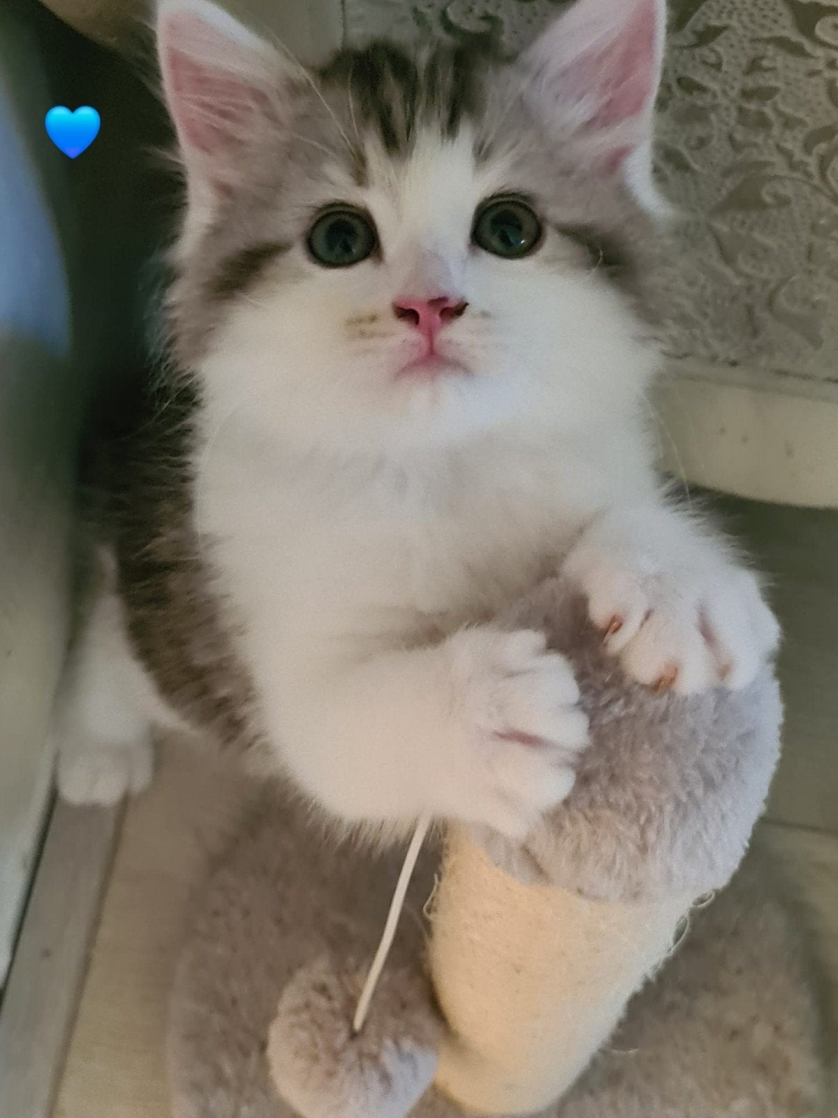 Ragdoll x kittens, Meerdere dieren