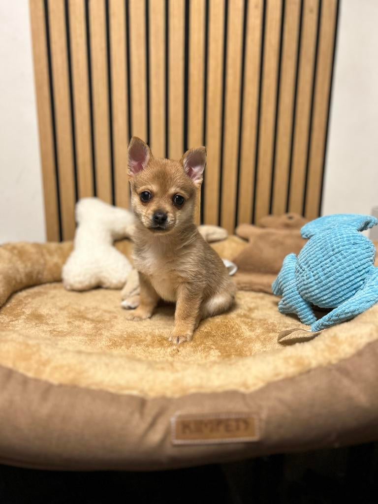 Pomchi pup 5 reutje 💙🐾 puppy pomeriaan x chihuahua, Reu, 8 tot 15 weken, Parvo, Eén hond