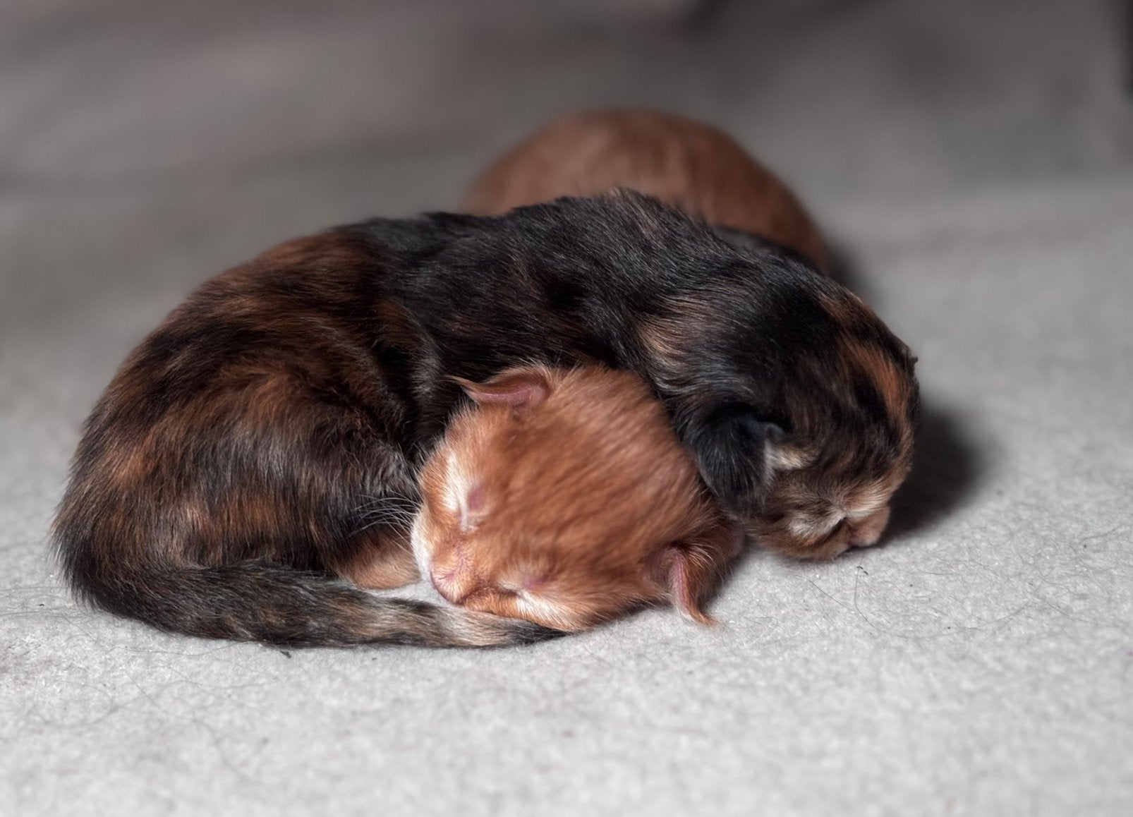 Russische Maine Coon kittens, Dieren en Toebehoren, Katten en Kittens | Raskatten | Langhaar, Meerdere dieren, Ontwormd