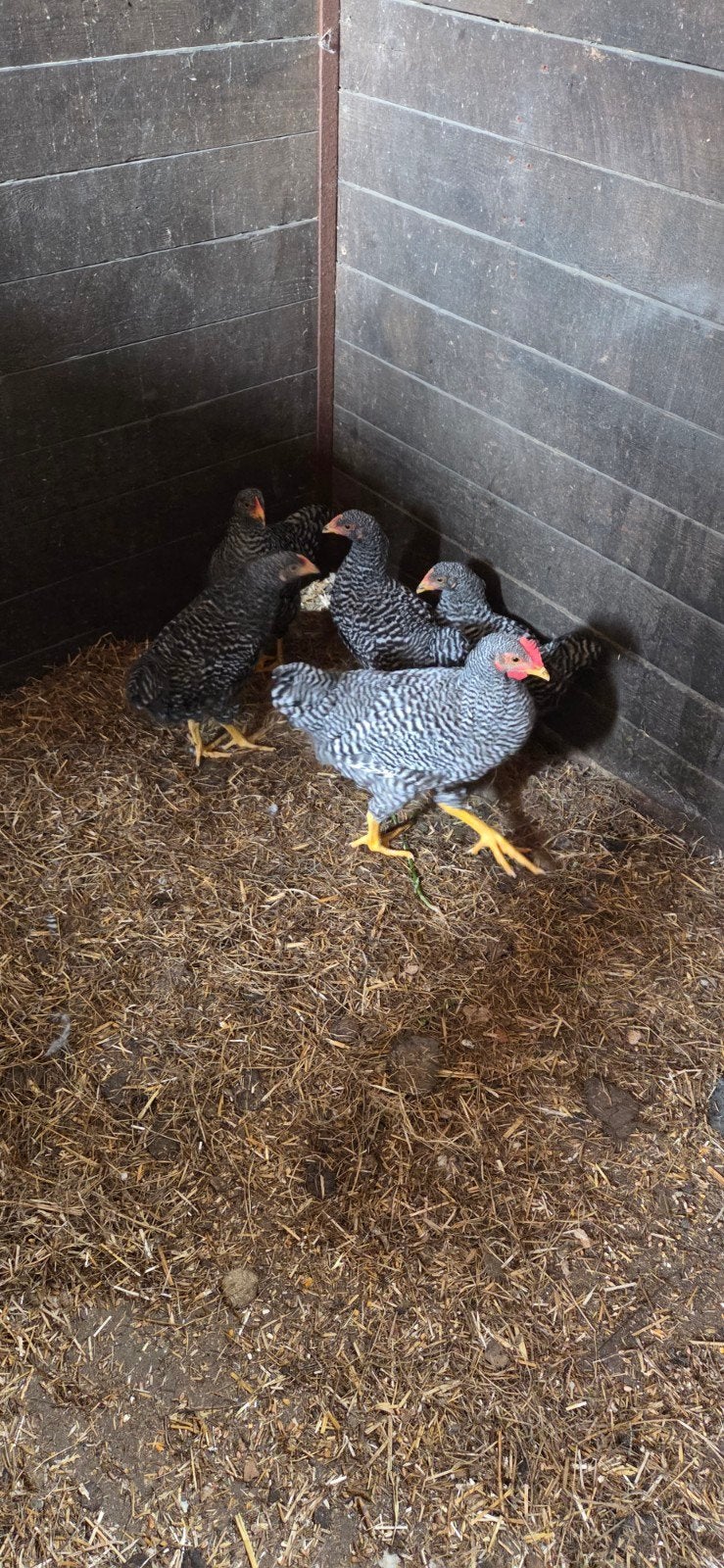 Amrock groot soort, Dieren en Toebehoren, Pluimvee, Meerdere dieren, Kip
