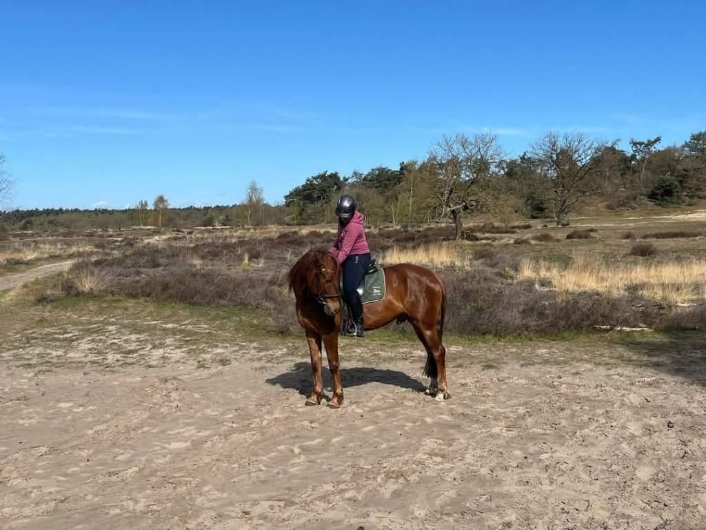 Gezocht verzorg en bijrijd paard, Ophalen