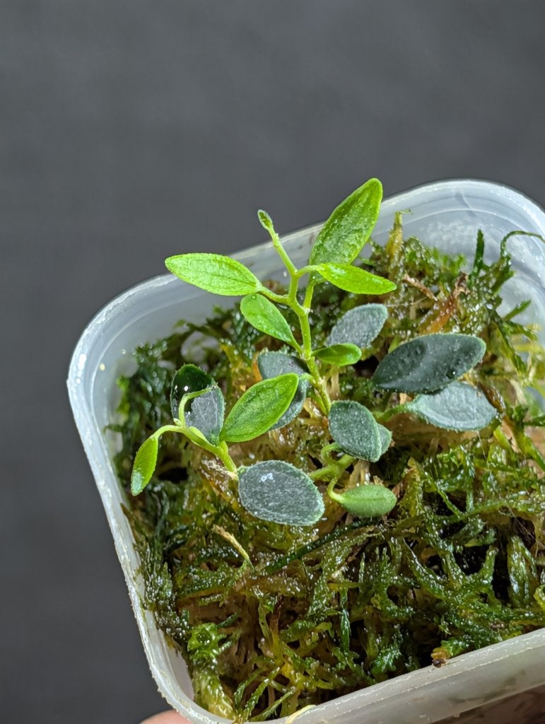 Hoya microphyla, Overige soorten, Minder dan 100 cm, Bloeiende kamerplant, Halfschaduw