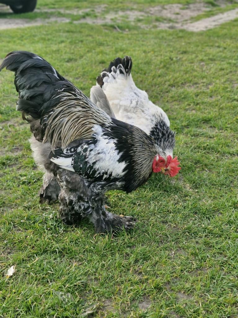 Brahma Broedeieren, Dieren en Toebehoren, Pluimvee, Geslacht onbekend, Kip