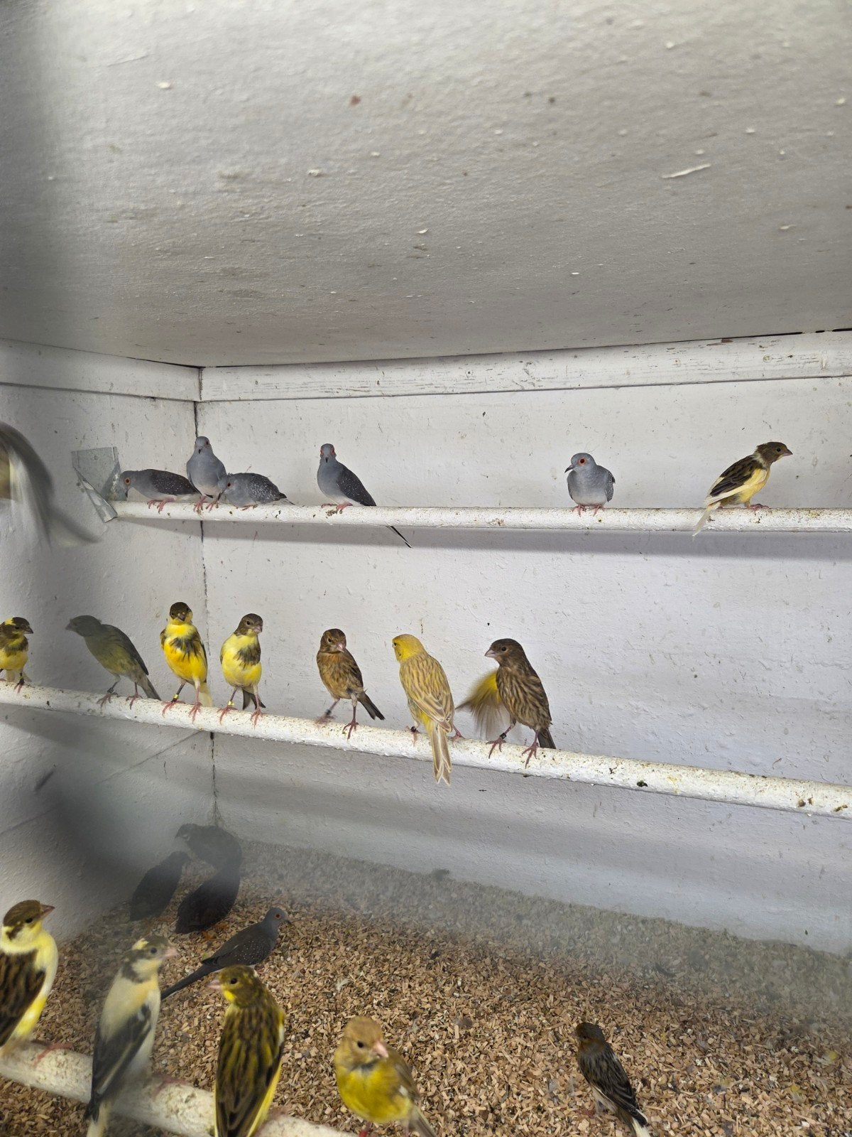 Diamant duiven, Dieren en Toebehoren, Vogels | Duiven, Meerdere dieren, Overige soorten
