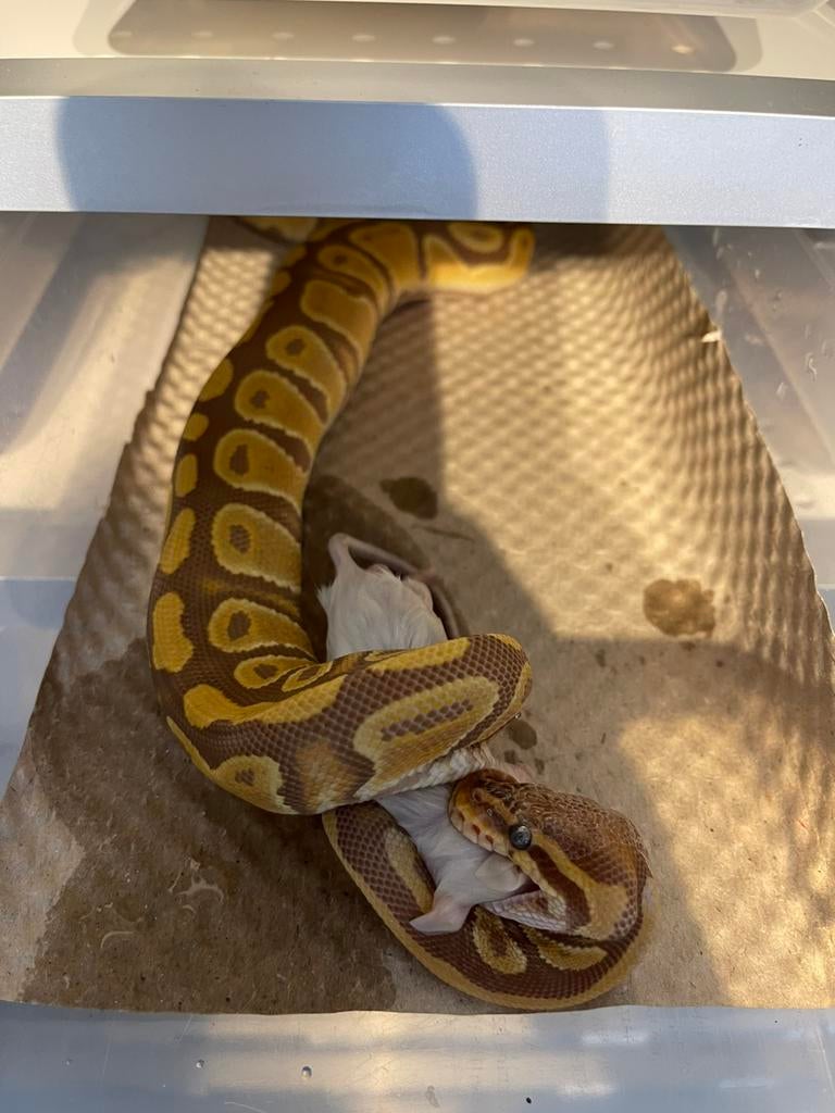 Te koop volledige collectie Koningspythons en benodigdheden, Dieren en Toebehoren, Reptielen en Amfibieën, Slang, 0 tot 2 jaar