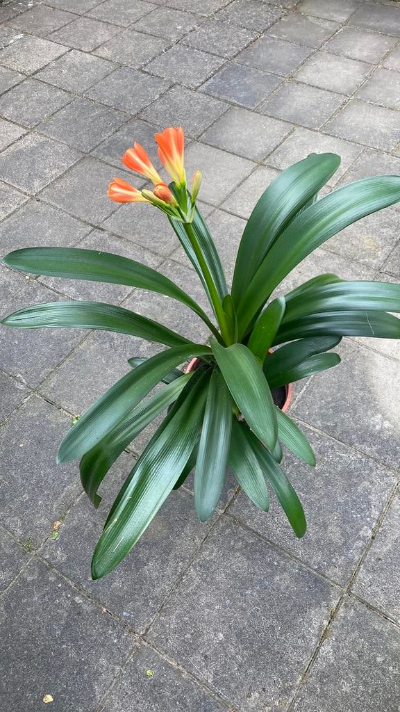 Bloeiende clivia, Ophalen, Overige soorten, Volle zon