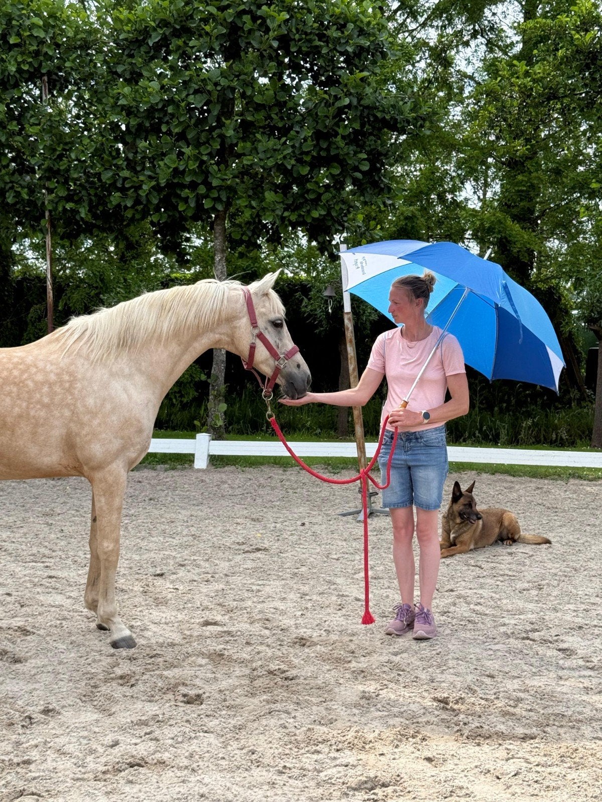 Knappe veelzijdige palomino merrie, Dieren en Toebehoren, Pony's, Merrie