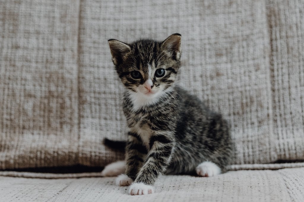 kittens / 1 prachtige kleine tijger kater kitten, Dieren en Toebehoren, Katten en Kittens | Raskatten | Korthaar, Kater, 0 tot 2 jaar