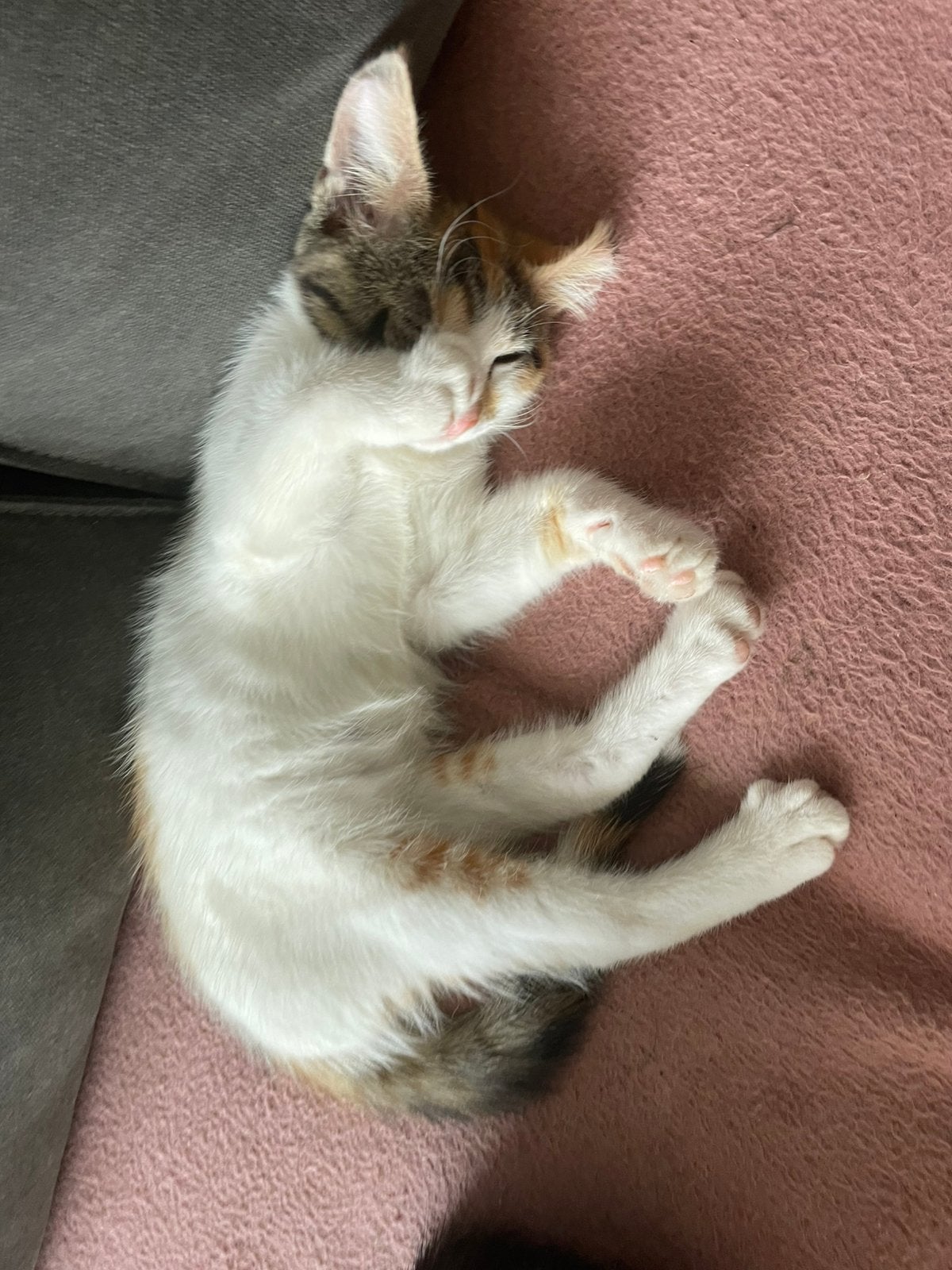 5 kittens zoeken een mooie huis, Meerdere dieren