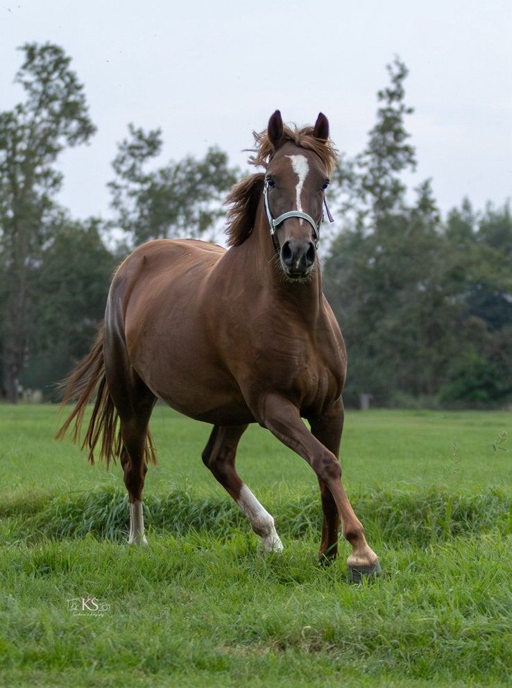 Veelbelovende 4 jarige merrie, Merrie, Met stamboom, 3 tot 6 jaar, Onbeleerd