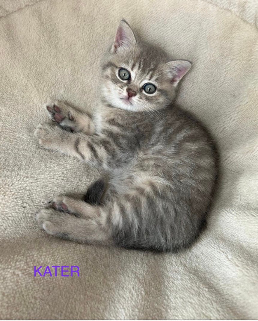 Raszuiver Britse korthaar kitten katertje mag  verhuizen, Kater, Ontwormd, 0 tot 2 jaar