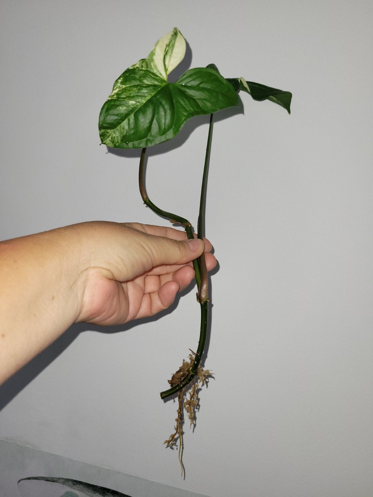 Syngonium Albo Variegata stekje, Ophalen of Verzenden