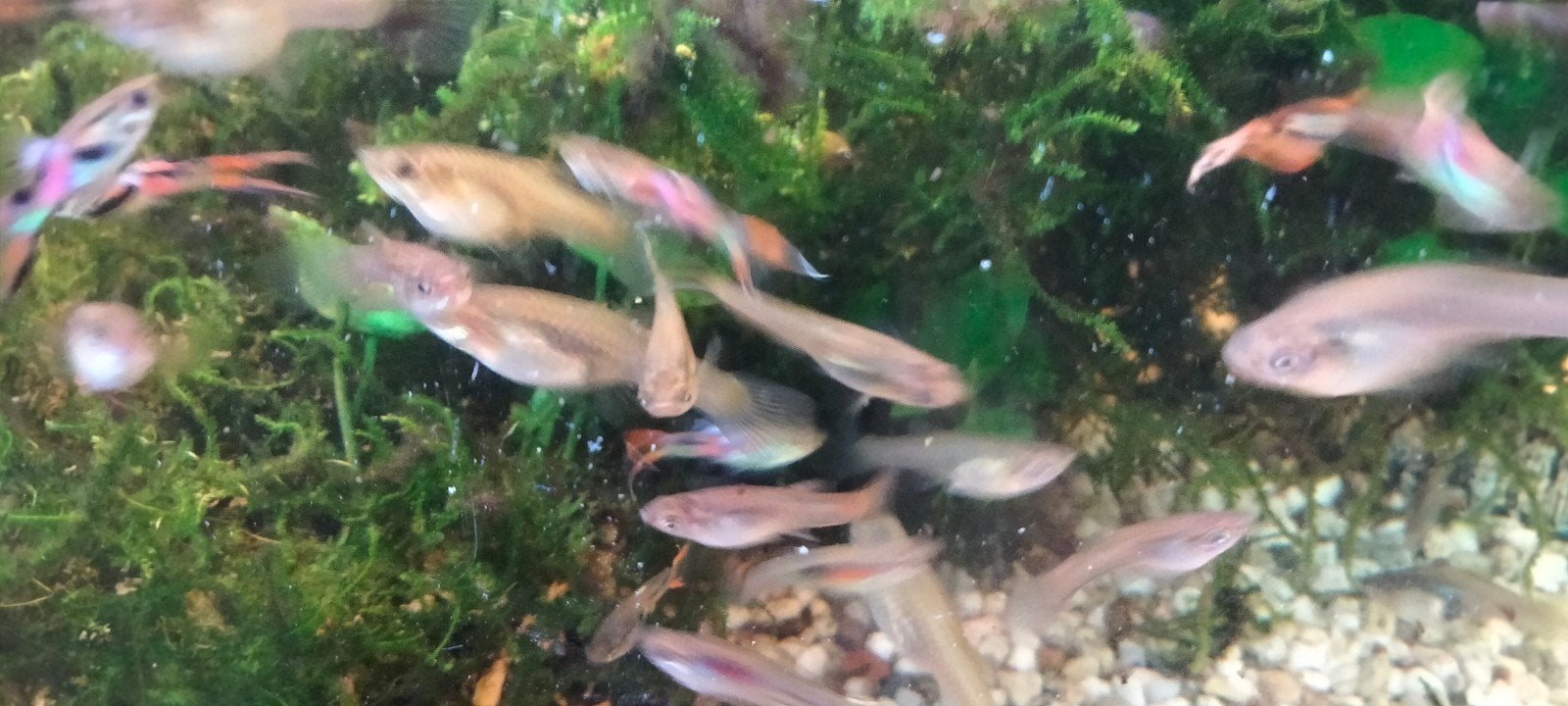 Endler guppen, Dieren en Toebehoren, Vissen | Aquariumvissen, Vis
