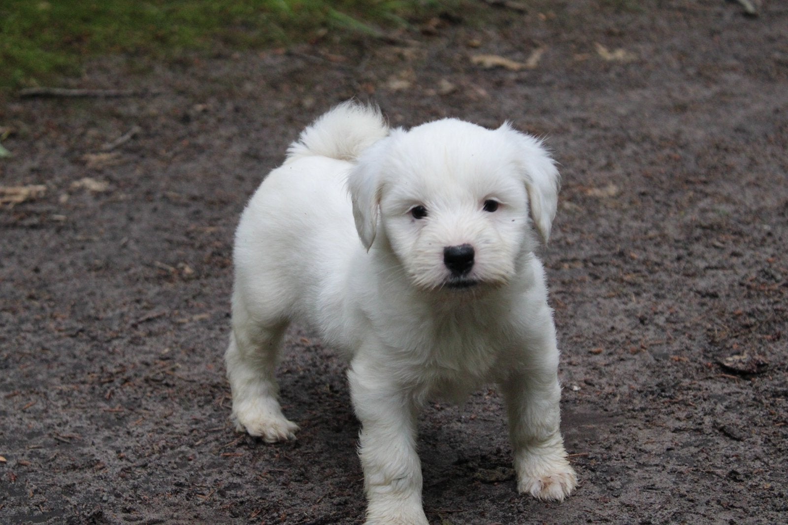 Tibetaanse terrier meisje  🩷, Parvo, Overige rassen, 8 tot 15 weken, Teef