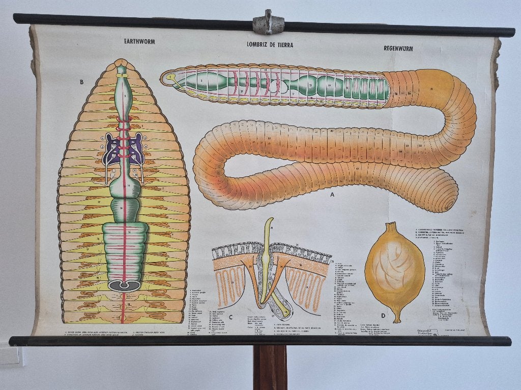 Mooie schoolkaart regenworm, Ophalen of Verzenden, Natuur en Biologie