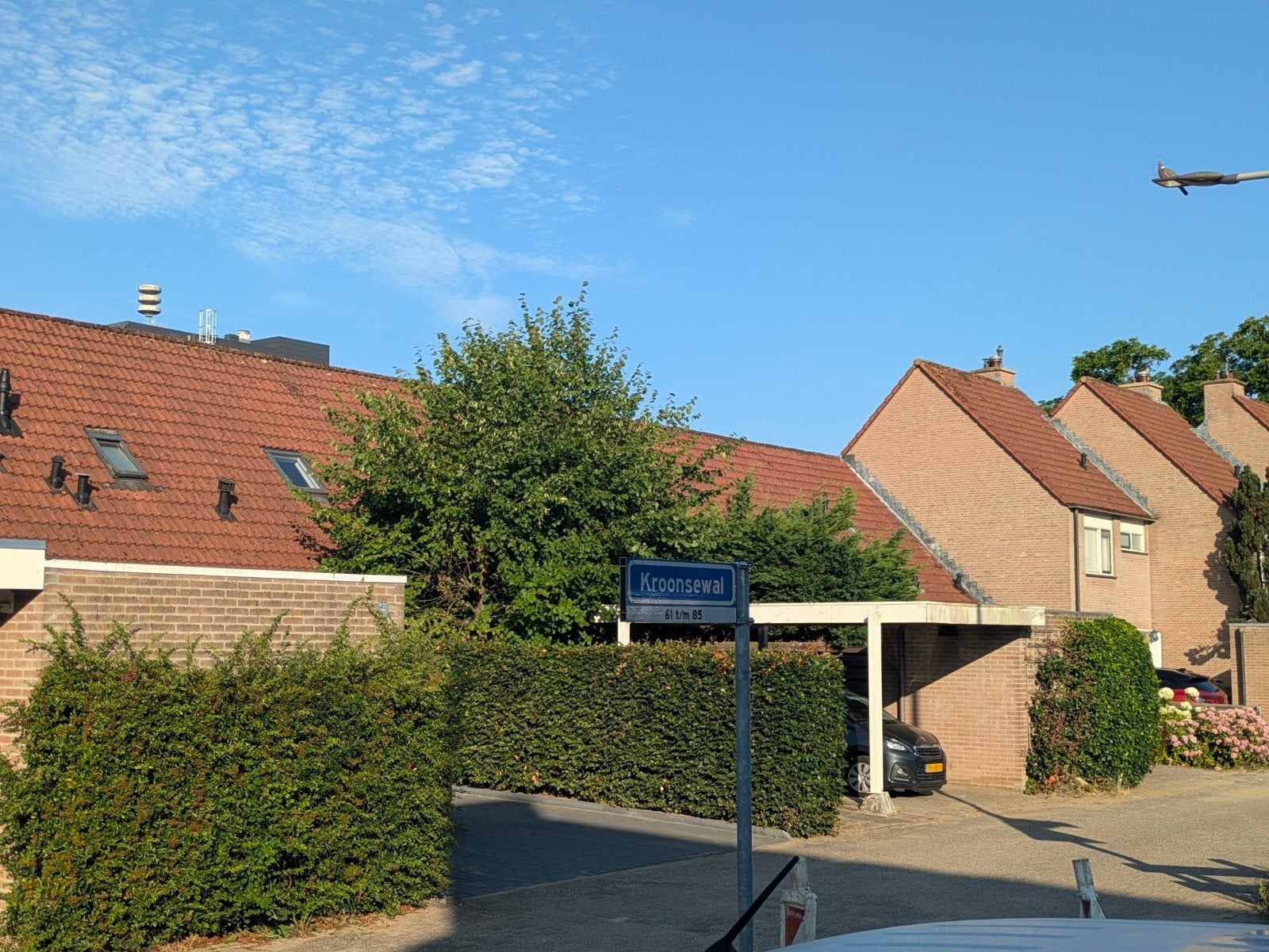 Twee grote leibomen, Ophalen of Verzenden, Volle zon, Overige soorten