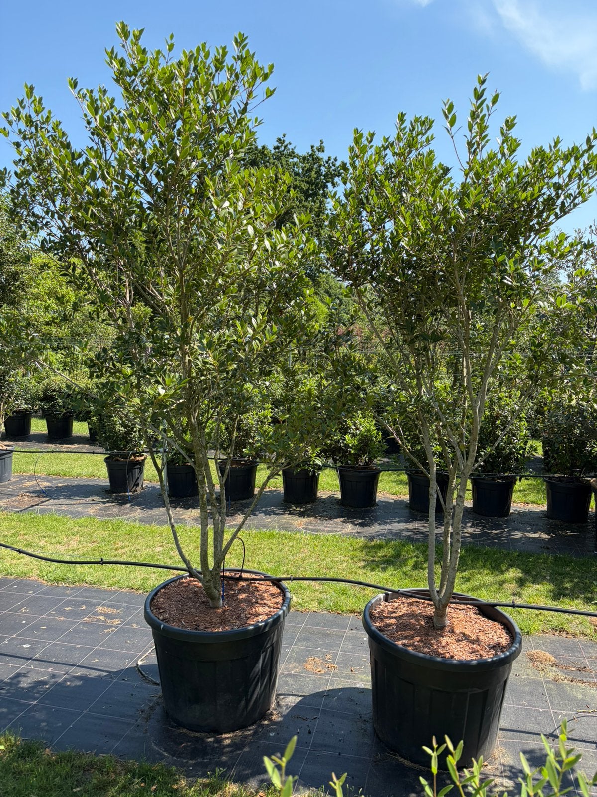 Osmanthus schijnhulst meerstam leverbaar tot 250 cm hoog.