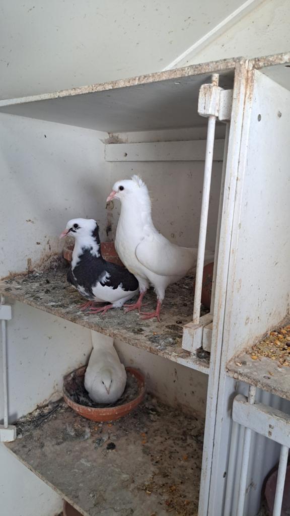 Jonge duifjes  gratis, Meerdere dieren, Overige soorten