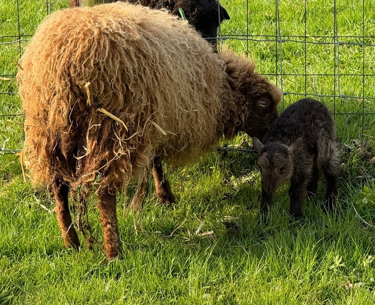 Jong Ouessant ooitje met ooilam, Dieren en Toebehoren