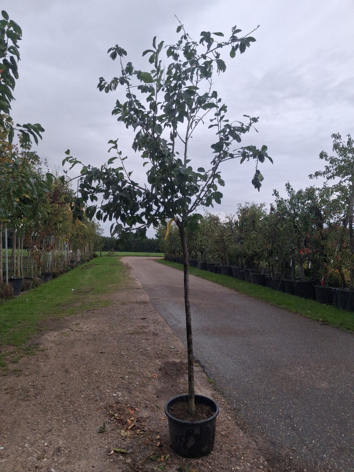 Prunus d. 'Ontario' halfstam gele pruim, dikke stam, Tuin en Terras, Lente, In pot, Ophalen of Verzenden, Pruimenboom