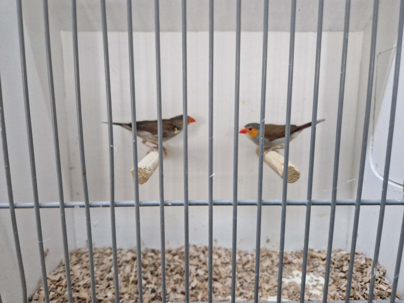 koppel oranjekaakjes, Dieren en Toebehoren, Meerdere dieren, Tropenvogel