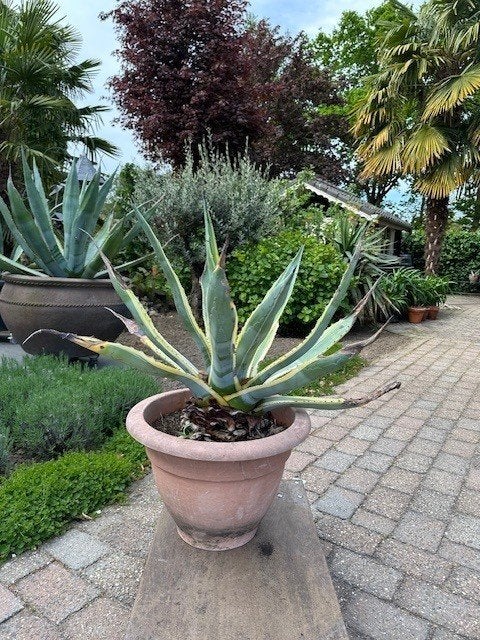 Te koop heel mooie agave plant americana, Volle zon, Vaste plant, Bloeit niet, Ophalen
