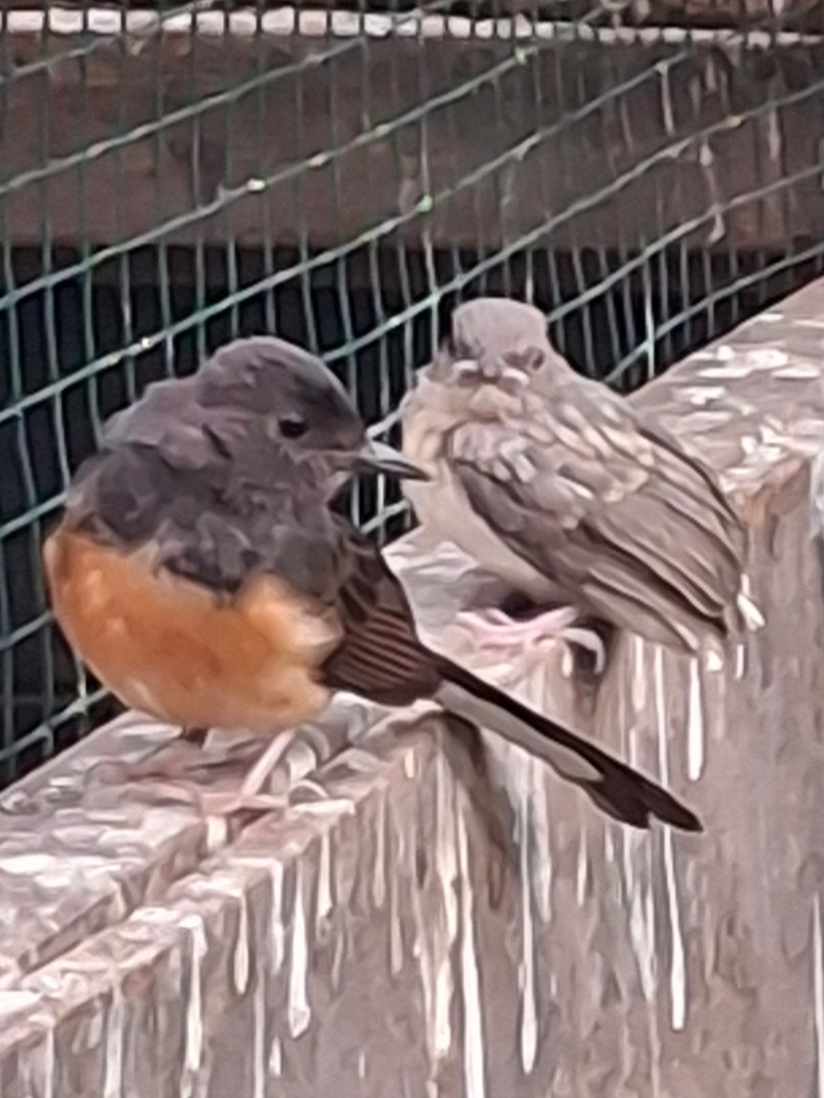 schamalijsters, Meerdere dieren