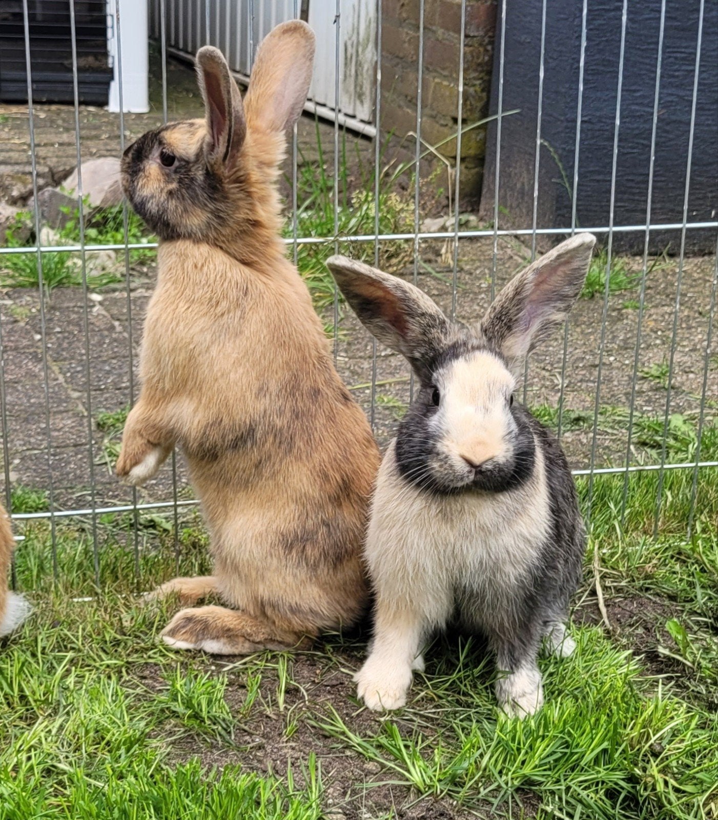 Lieve tamme konijntjes!, Dieren en Toebehoren, Konijnen, Mannelijk, Middelgroot, 0 tot 2 jaar