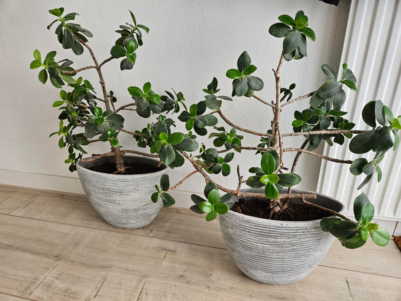 2 mooie bloempotten grijs van steen inclusief 2 kamerplanten, Ophalen, Halfschaduw, In pot, Minder dan 100 cm
