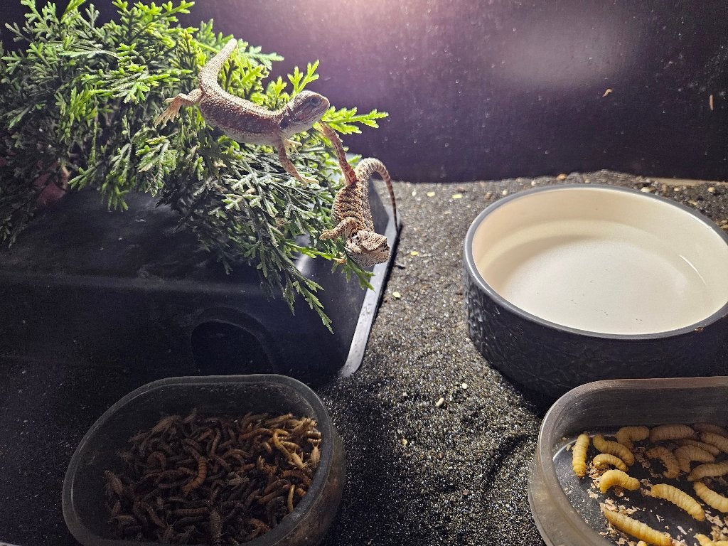 Pogona Viticeps Baardagaam Bearded Dragon photo 3